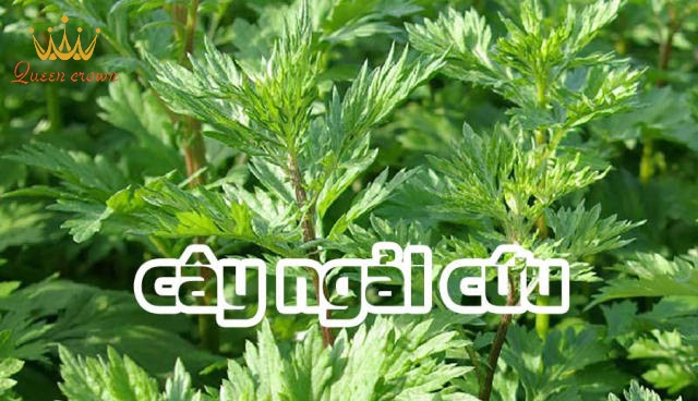 5 bài thuốc chữa đau xương khớp bằng lá ngải cứu hiệu quả