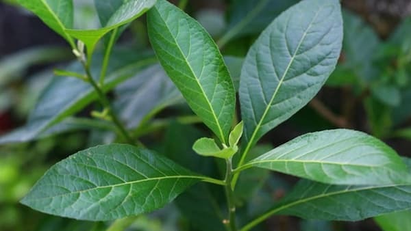 bài thuốc chữa thoái hóa cột sống lưng