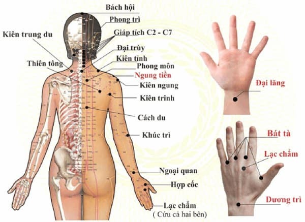 các huyệt ở lưng