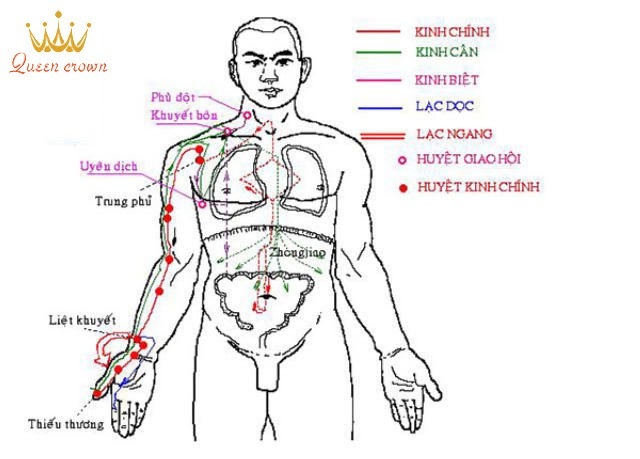 vị trí huyệt trên cơ thể người