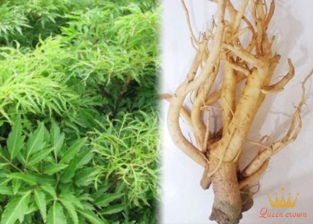 chữa đau nhức xương khớp