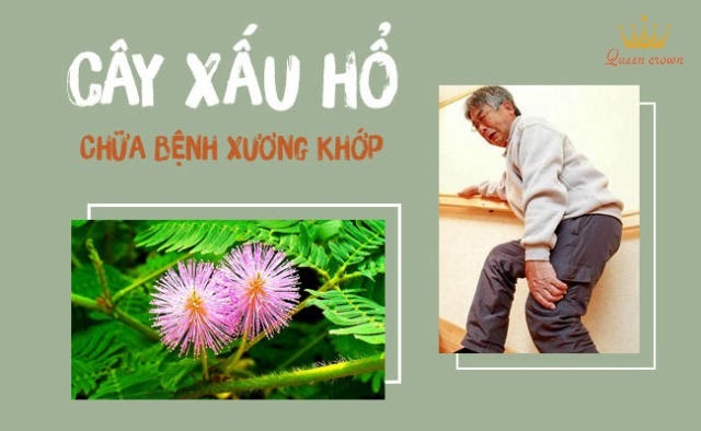 cây xấu hổ có tác dụng gì