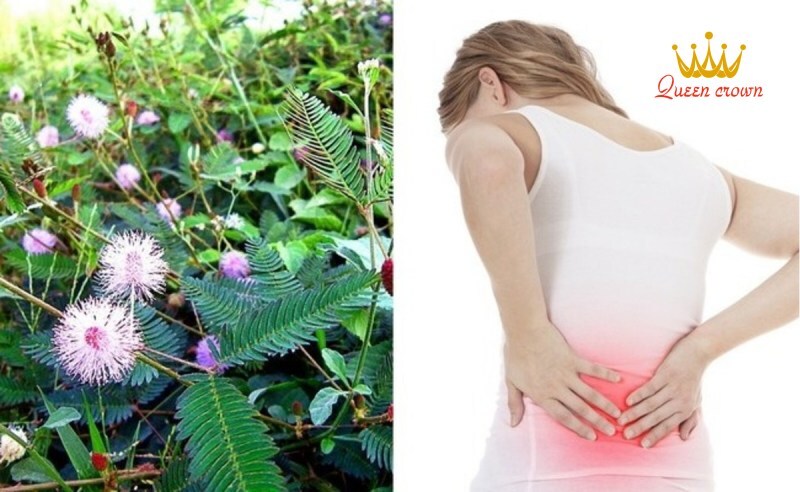 cây xấu hổ trị bệnh xương khớp
