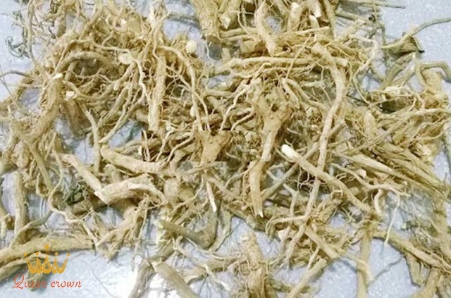cách chữa đau xương khớp bằng cây xấu hổ