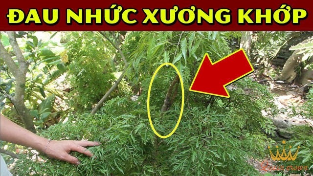 cây đinh lăng chữa bệnh xương khớp
