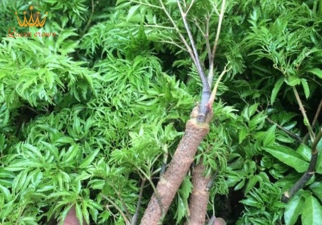 cây đinh lăng chữa bệnh xương khớp
