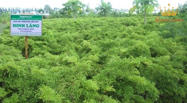 cây đinh lăng chữa bệnh xương khớp