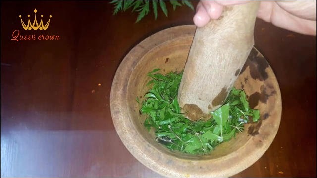 cây đinh lăng chữa bệnh xương khớp