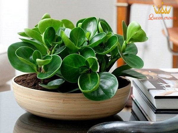 đồ trang trí phòng làm việc