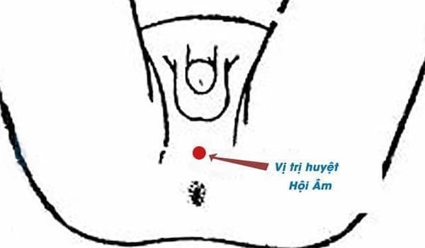 huyệt hội âm