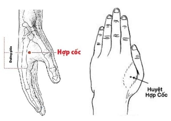 vị tri huyệt hợp cốc