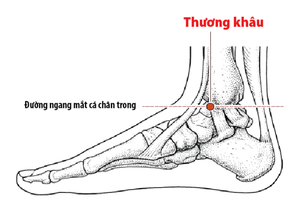 Các Huyệt Ở Bàn Chân - Huyệt thương khâu
