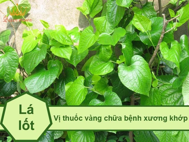 lá lốt chữa đau nhức xương khớp