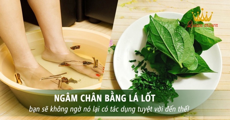 lá lốt chữa đau nhức xương khớp