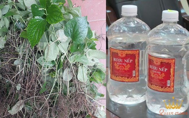 lá lốt chữa đau nhức xương khớp