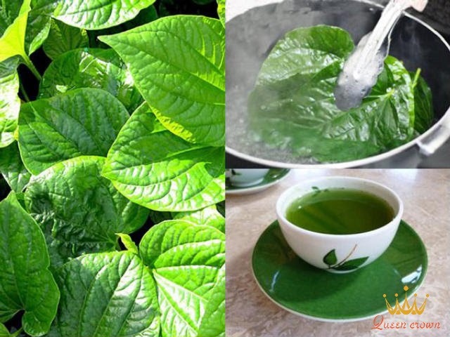 lá lốt chữa đau nhức xương khớp