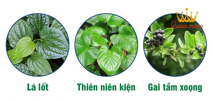 lá lốt chữa đau nhức xương khớp
