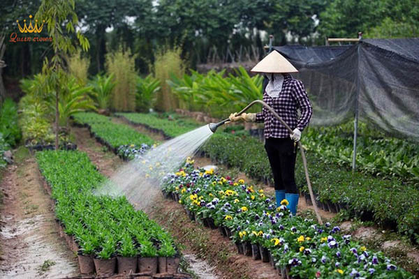 ý tưởng kinh doanh