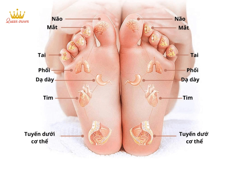Huyệt Phổi Ở Chân: Hỗ Trợ Hô Hấp, Tăng Cường Sức Khỏe Ngay Tại Nhà!