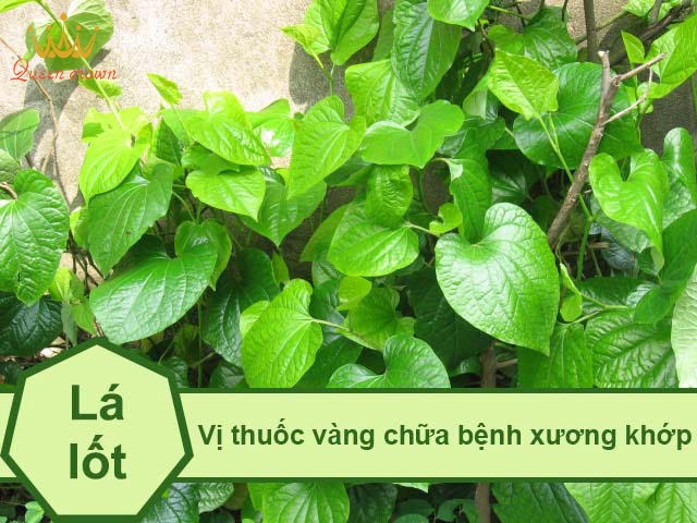 Lá lốt chữa đau nhức xương khớp: 6 bài thuốc ít ai biết
