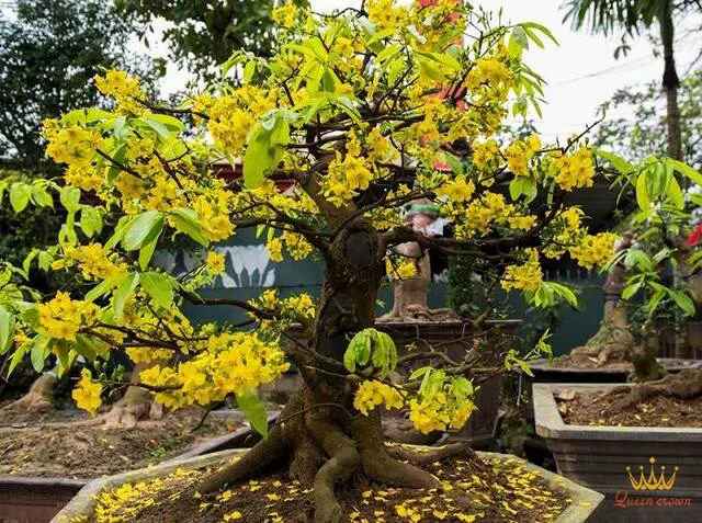 quà tết ý nghĩa