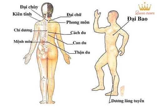 Huyệt là gì? Bấm huyệt có những tác dụng gì? 2 Huyệt đạo trải khắp toàn bộ cơ thể từ đầu đến chân
